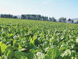 Fodder beet is a popular winter feed.