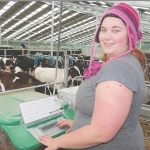 Out to pasture for first calves   at Massey Uni