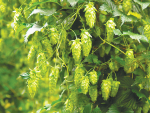 Hops growing at Motueka .SUPPLIED/The New Zealand Institute for Plant & Food Research Limited.