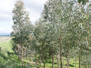 More farm planting. These trees are eucalypts, which are used for extra timber strength, quality paper and some species showing lots of potential for durable posts.