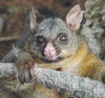 Stock movement monitoring call