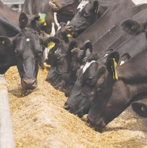Get more milk from maize silage