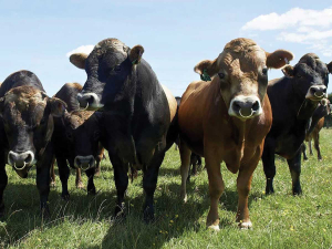 Good bull management means running adequate numbers of bulls with the herd.