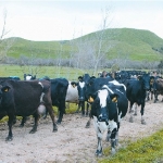 Fonterra backs DCD voluntary suspension