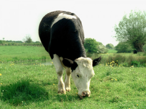 EU dairy exports rose 6% in May.