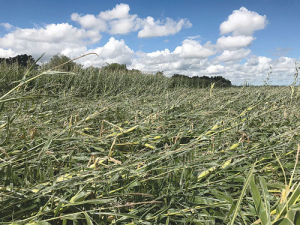 A maize crop in Taranaki flattened by ex-cyclone Gita.
