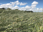 A maize crop in Taranaki flattened by ex-cyclone Gita.