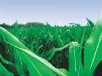 Growing pasture after maize crop