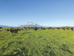 Last year dairy products became Taranaki’s top earner, fetching $1.8 billion. Photo Credit: Dairy Trust Taranaki