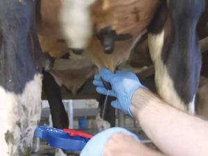 Post-calving mastitis is a major issue.