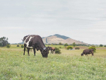 Halter Cow Collars offer benefits to multiple layers of farming practices.