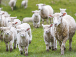 The study found a single application of nitrogen fertiliser post-lambing resulted in an average five to six per cent increase in ewe and lamb liveweights at weaning.
