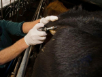 Cattle being tested for TB.