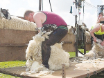 NZ shearers welcome in the UK