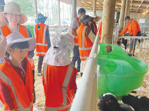 Visitors get a close-up look at calves during Pāmu’s Pinta Farm open day.