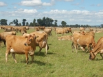 Jerseys are part of a three-way cross breeding program with Friesians and Aussie Red bloodlines.