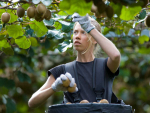 The kiwifruit harvest season has begun.