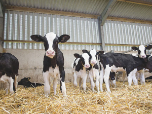 For calves to reach their full potential, keep them hitting their daily growth rates. 