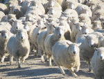 Next breeding season, B+LNZ’s first Future Farm Lanercost will be artificially inseminating ewes to speed up the transition to a low methane flock.