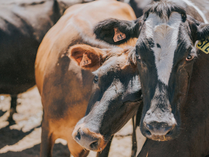 As milk production falls, somatic cell counts tend to increase.