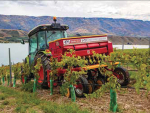Compact seeder makes for light work between the vines