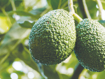 An innovative tourism business located in Katikati will be offering tours of a working avocado orchard.
