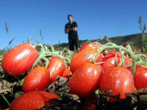 Wattie&#039;s says it hit a new record crop this season.