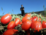 Wattie&#039;s whopper tomato harvest
