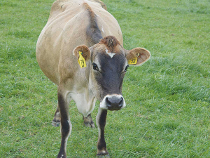 The ability of cows to become pregnant each year to calve in a seasonally concentrated period is critical to the profitability and sustainability of New Zealand&#039;s pasture-based systems.