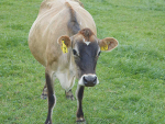 The ability of cows to become pregnant each year to calve in a seasonally concentrated period is critical to the profitability and sustainability of New Zealand's pasture-based systems.