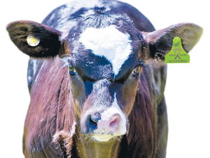 Calf with Angus dairy cross tags.
