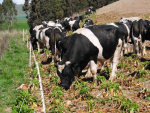 B+LNZ launches winter grazing campaign