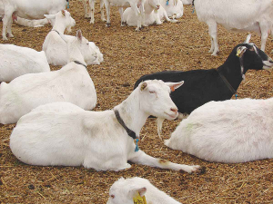 Consumers want more goat milk products