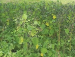 Velvetleaf is causing concern in some regions.