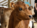 Two calves starved to death, one was put down and three were removed from the property.