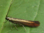 A red clover case bearer moth.