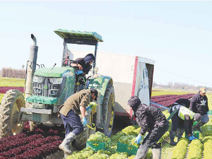 The full extent of crop damage in the Pukekohe region is still unclear.