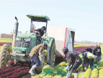 Damage to country&#039;s vegetable crops still being calculated
