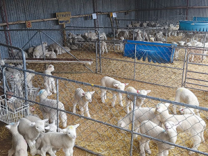 The Wyeth’s indoor housing set-up for orphan and triplet lambs.