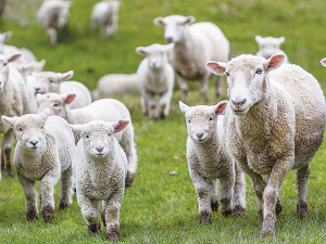 Higher Lamb Weaning Weights Boost Profitability and Emissions Efficiency, Study Finds