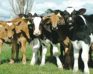 Better cow fertility means more money in the bank