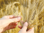 War in Ukraine causes grain price hikes