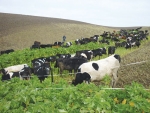 Trial suggests that winter grazing management can reduce nutrient losses to waterways.