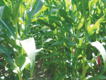 While maize is best known for its use as silage it can also be a very valuable greenfeed crop.