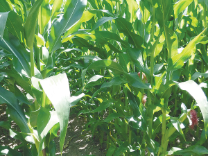 While maize is best known for its use as silage it can also be a very valuable greenfeed crop.