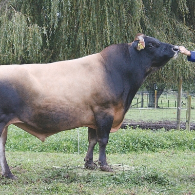 jersey bull images