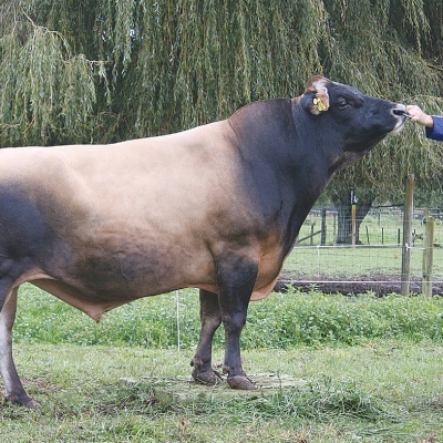 jersey bull