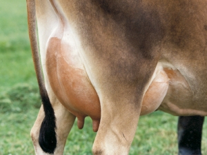 Cells in the mammary gland (udder) are continuously changing.