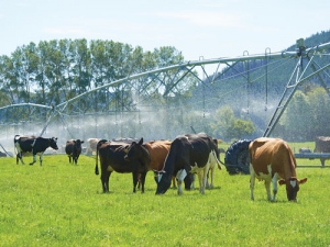 Shanghai Pengxin manages 18,000 cows in New Zealand.