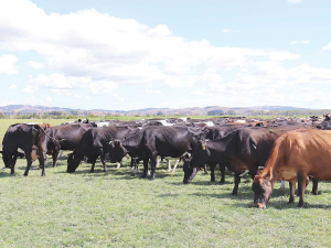 A Waikato farmer has been fined $9,000 and faces restrictions on the number of cows he can own after he plead guilty to charges related to underfeeding 228 cows and 60 one-year-old heifers.